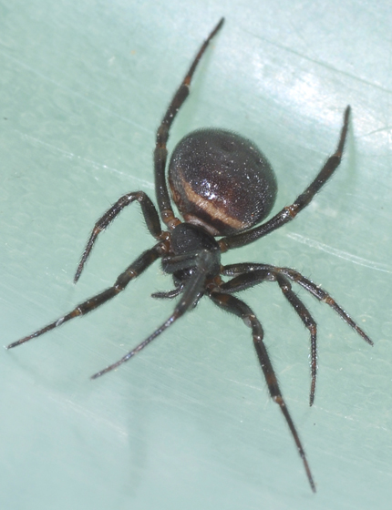 steatoda borealis